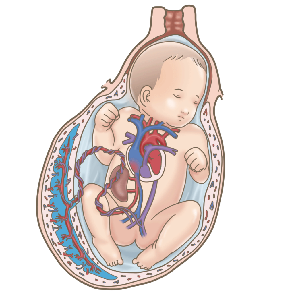 妊婦さんと赤ちゃんの血液循環